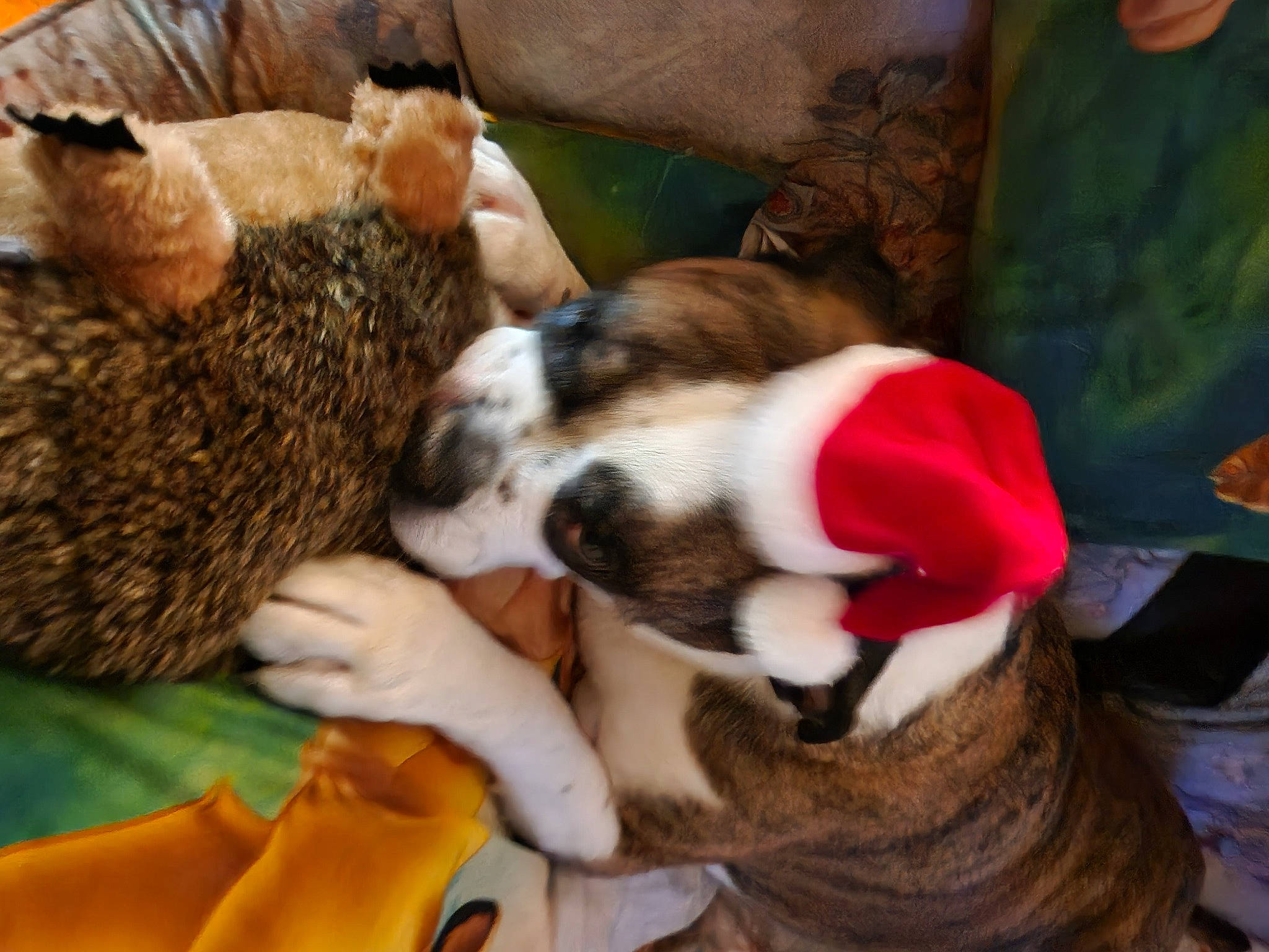 Piper Valentine is registered to the contest to win money with this photo: carnivore, comfort, companion_dog, couch, dog, dog_breed, domestic_short_haired_cat, fawn, felidae, fur, nap, paw, small_to_medium_sized_cats, snout, stuffed_toy, tail, toy, toy_dog, whiskers, working_animal