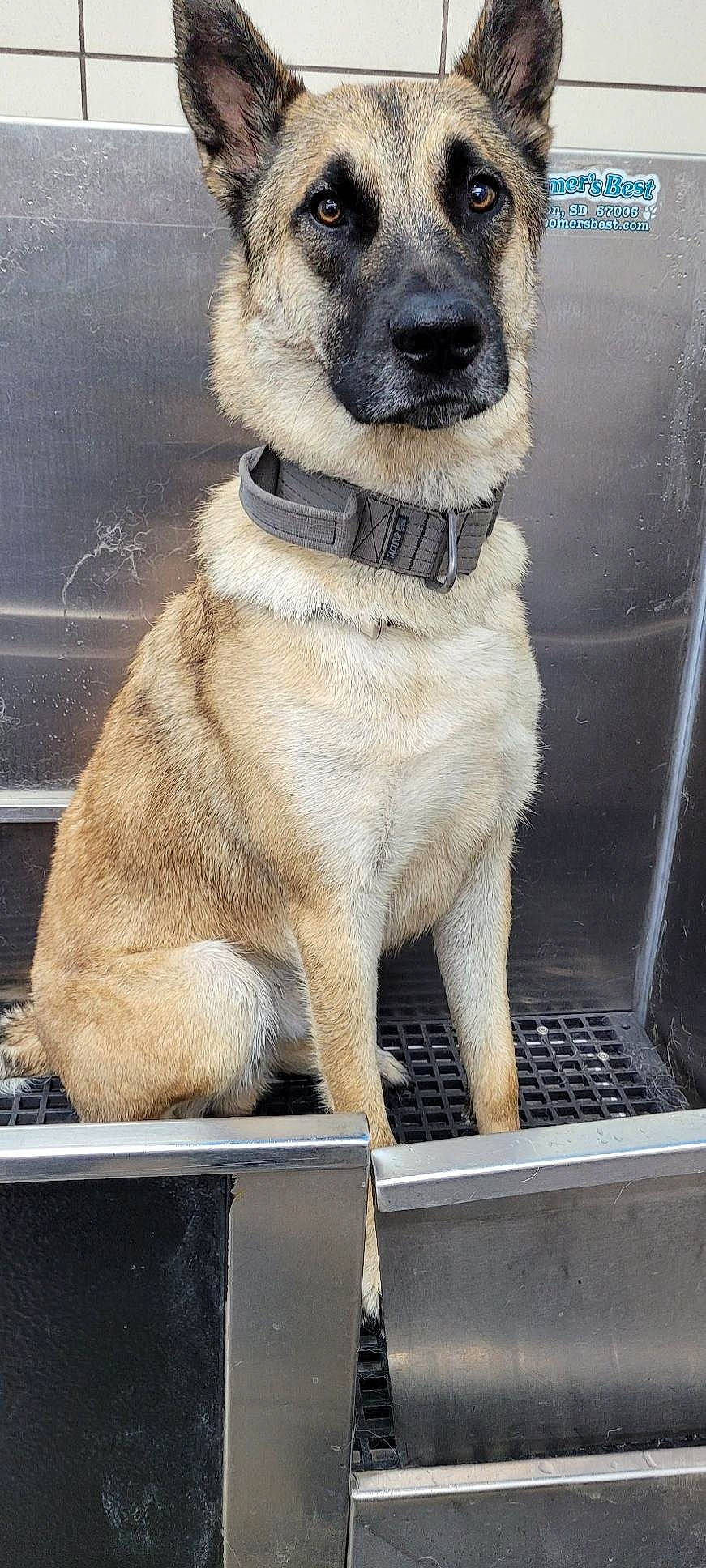 Levi James joined the competition — help win amazing prizes! ancient_dog_breeds, canidae, carnivore, collar, companion_dog, dog, dog_breed, dog_collar, fawn, fur, leash, pet_supply, snout, sporting_group, tail, terrestrial_animal, whiskers, window, working_animal, working_dog