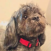 Virgule a rejoint le concours — aidez-le/la à gagner de superbes lots ! dog, pet, black_dog, red_collar, fur, curious, indoor, close_up, portrait, animal, canine, expression, fluffy, ears, nose, whiskers, background, domestic_animal, looking_up, cute