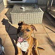 Milo a rejoint le concours — aidez-le/la à gagner de superbes lots ! puppy, dog, brown, white, sitting, tongue_out, smiling, shadow, sunlight, patio, tiles, wicker_table, bowl, collar, ears, happy, outdoor, pet, animal, cute