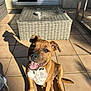 puppy, dog, brown, white, sitting, tongue_out, smiling, shadow, sunlight, patio, tiles, wicker_table, bowl, collar, ears, happy, outdoor, pet, animal, cute