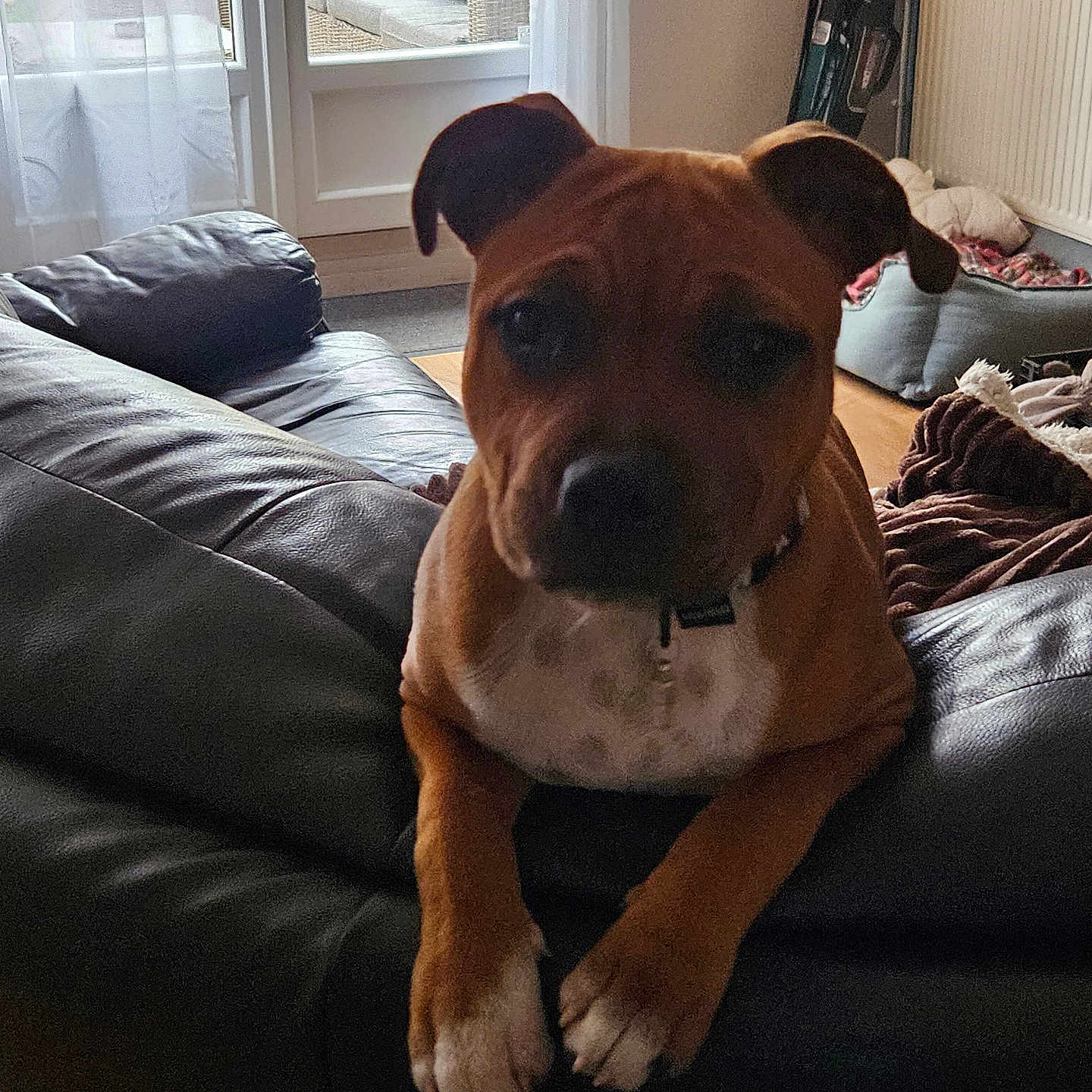 Milo participe au concours pour gagner de l'argent avec cette photo : blanket, brown_dog, collar, cozy, curious, curtains, daylight, dog, door, floor, furniture, home, indoor, living_room, pet, pillow, relaxed, sofa, white_paws, window