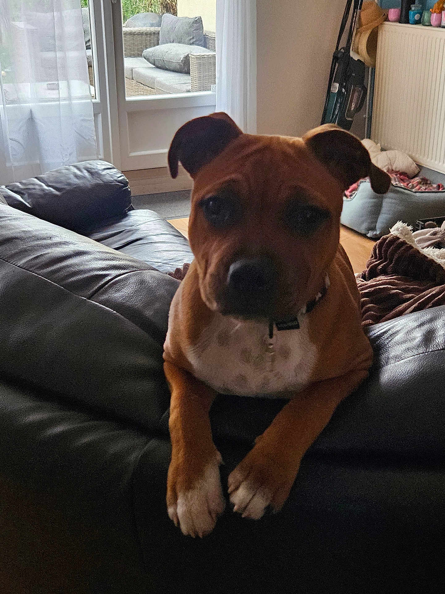 Milo participe au concours pour gagner de l'argent avec cette photo : dog, pet, sofa, indoor, living_room, furniture, window, curtains, door, pillow, blanket, floor, collar, brown_dog, white_paws, relaxed, home, cozy, daylight, curious
