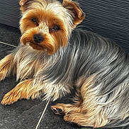 Vickie a rejoint le concours — aidez-le/la à gagner de superbes lots ! dog, yorkshire_terrier, small_dog, pet, animal, canine, long_hair, silky_coat, brown, gray, white, lying_down, portrait, close_up, face, eyes, nose, paws, tile_floor, indoors