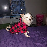 Copper joined the competition — help win amazing prizes! animal, black, blanket, canine, checkered, cozy, cute, dog, fan, floor, fur, home, hoodie, indoor, laundry_basket, pet, purple, red, sitting, small_dog