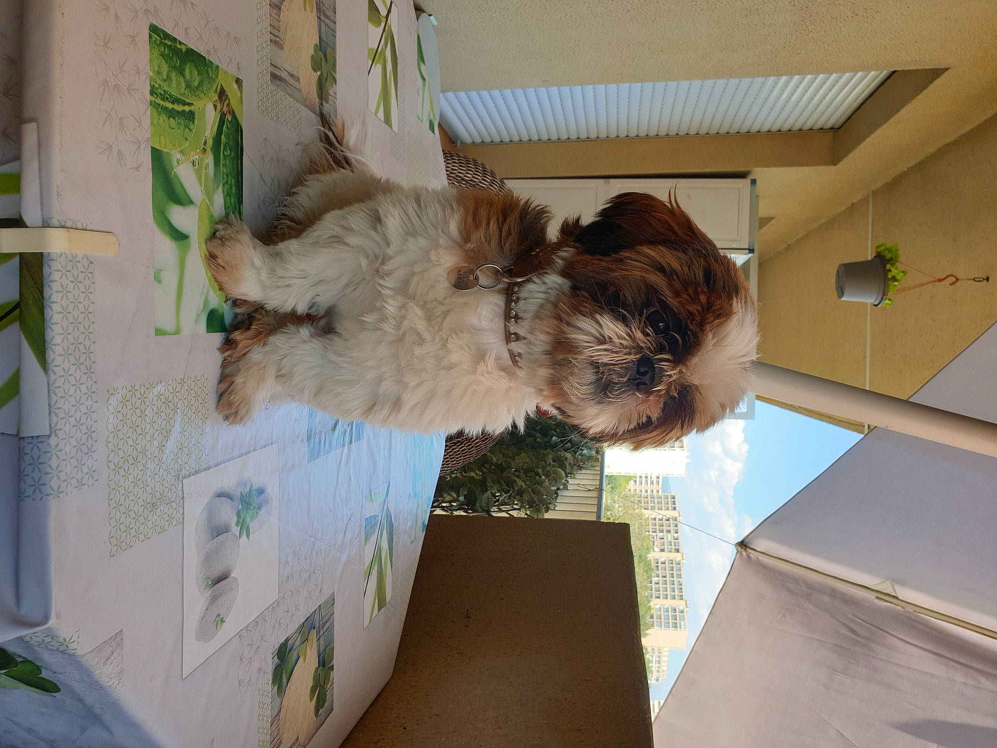 Willy participe au concours pour gagner de l'argent avec cette photo : canidae, carnivore, dog, dog_breed, irish_soft_coated_wheaten_terrier, lagotto_romagnolo, shih_tzu, sporting_group, toy_dog
