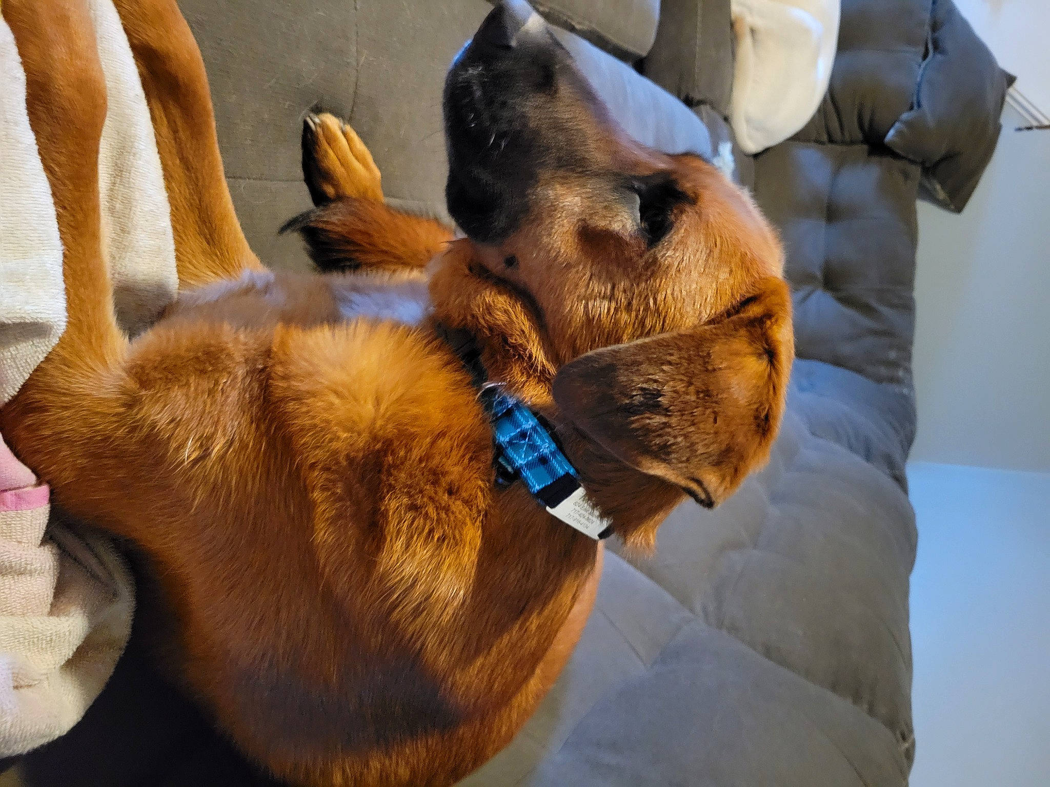 Merida is registered to the contest to win money with this photo: canidae, carnivore, claw, collar, comfort, companion_dog, dog, dog_breed, dog_collar, ear, fawn, fur, gesture, jaw, liver, paw, snout, sporting_group, whiskers, working_animal