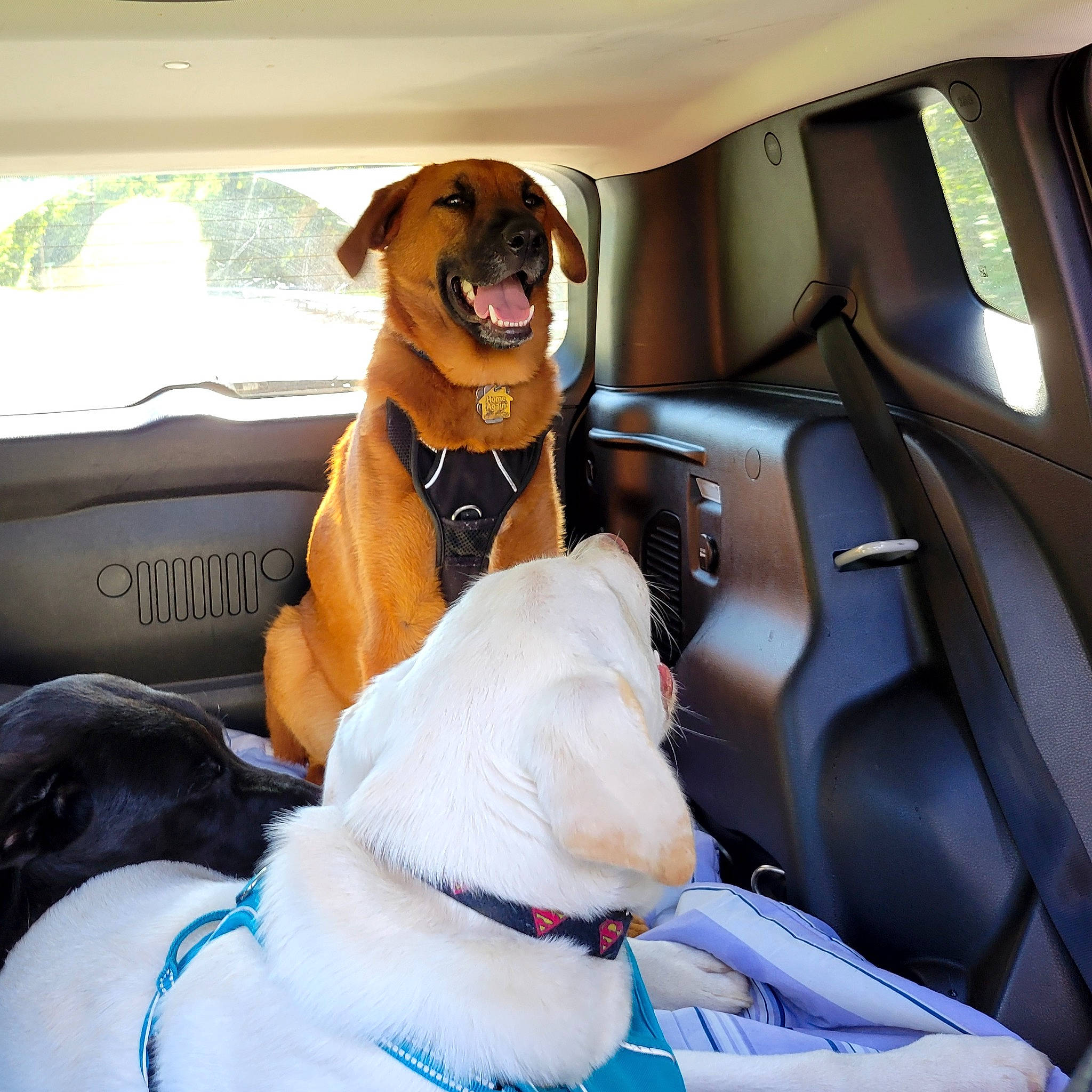 Merida is registered to the contest to win money with this photo: automotive_design, automotive_exterior, car, car_seat, car_seat_cover, carnivore, collar, comfort, companion_dog, dog, dog_breed, dog_collar, fawn, head_restraint, mode_of_transport, motor_vehicle, vehicle, vehicle_door, window, working_animal