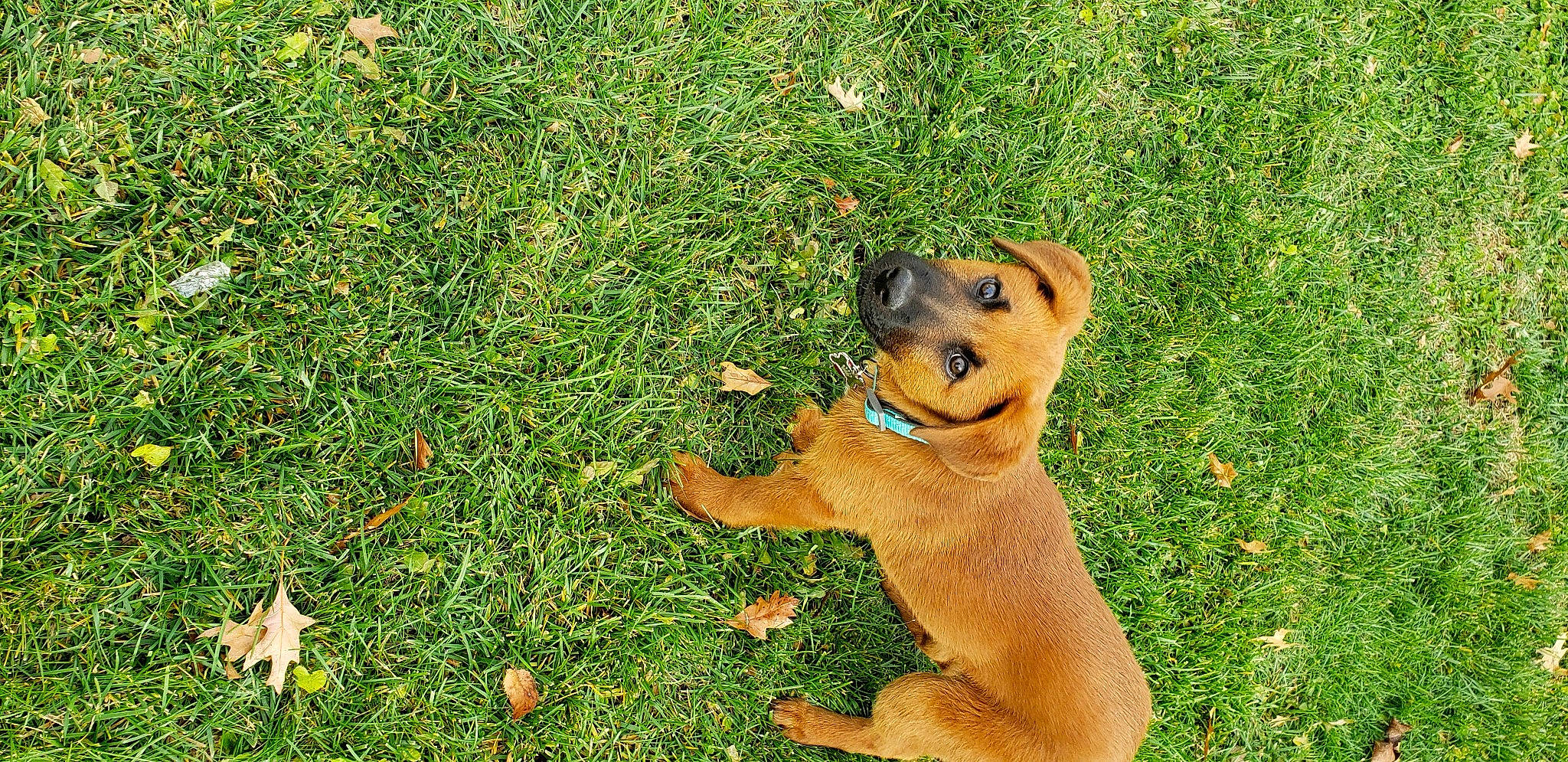 Merida is registered to the contest to win money with this photo: carnivore, companion_dog, dog, dog_breed, fawn, grass, grass_family, grassland, groundcover, guard_dog, hunting_dog, paw, people_in_nature, plant, prairie, street_dog, terrestrial_animal, wildlife, working_dog