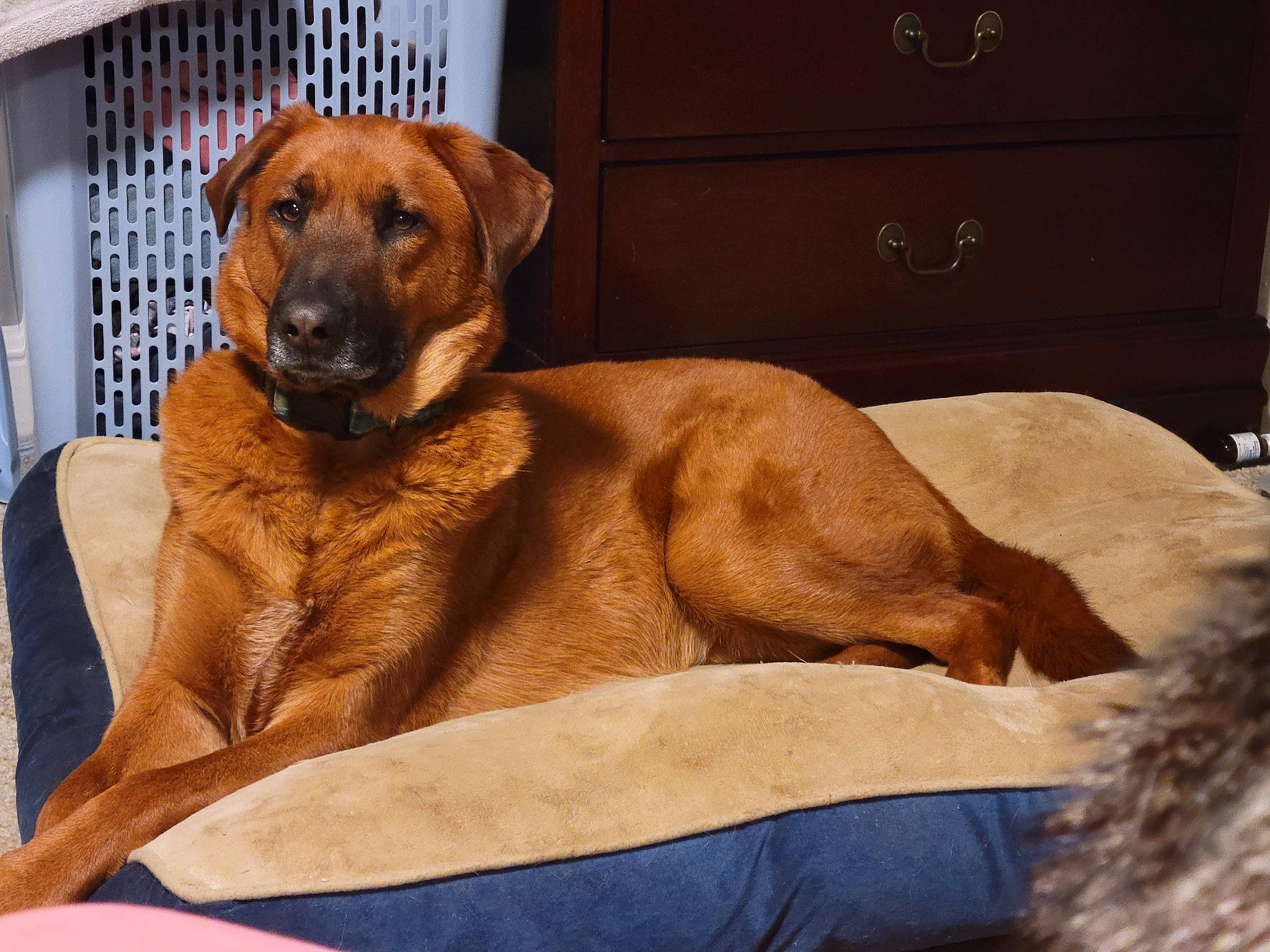 Merida joined the competition — help win amazing prizes! cabinetry, carnivore, chest, chest_of_drawers, comfort, companion_dog, cupboard, dog, dog_breed, dog_supply, drawer, dresser, fawn, hardwood, liver, snout, television, whiskers, wood, working_animal