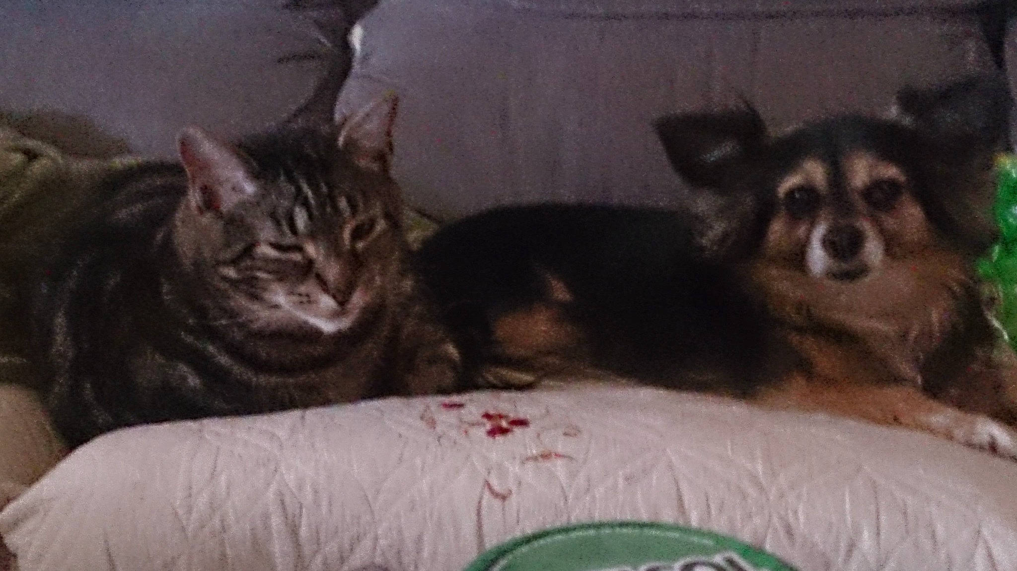 Ezio is registered to the contest to win money with this photo: bed, canidae, carnivore, cat, cat_supply, comfort, companion_dog, dog, dog_breed, dog_supply, domestic_short_haired_cat, felidae, fur, paw, small_to_medium_sized_cats, snout, sporting_group, terrestrial_animal, whiskers, working_animal