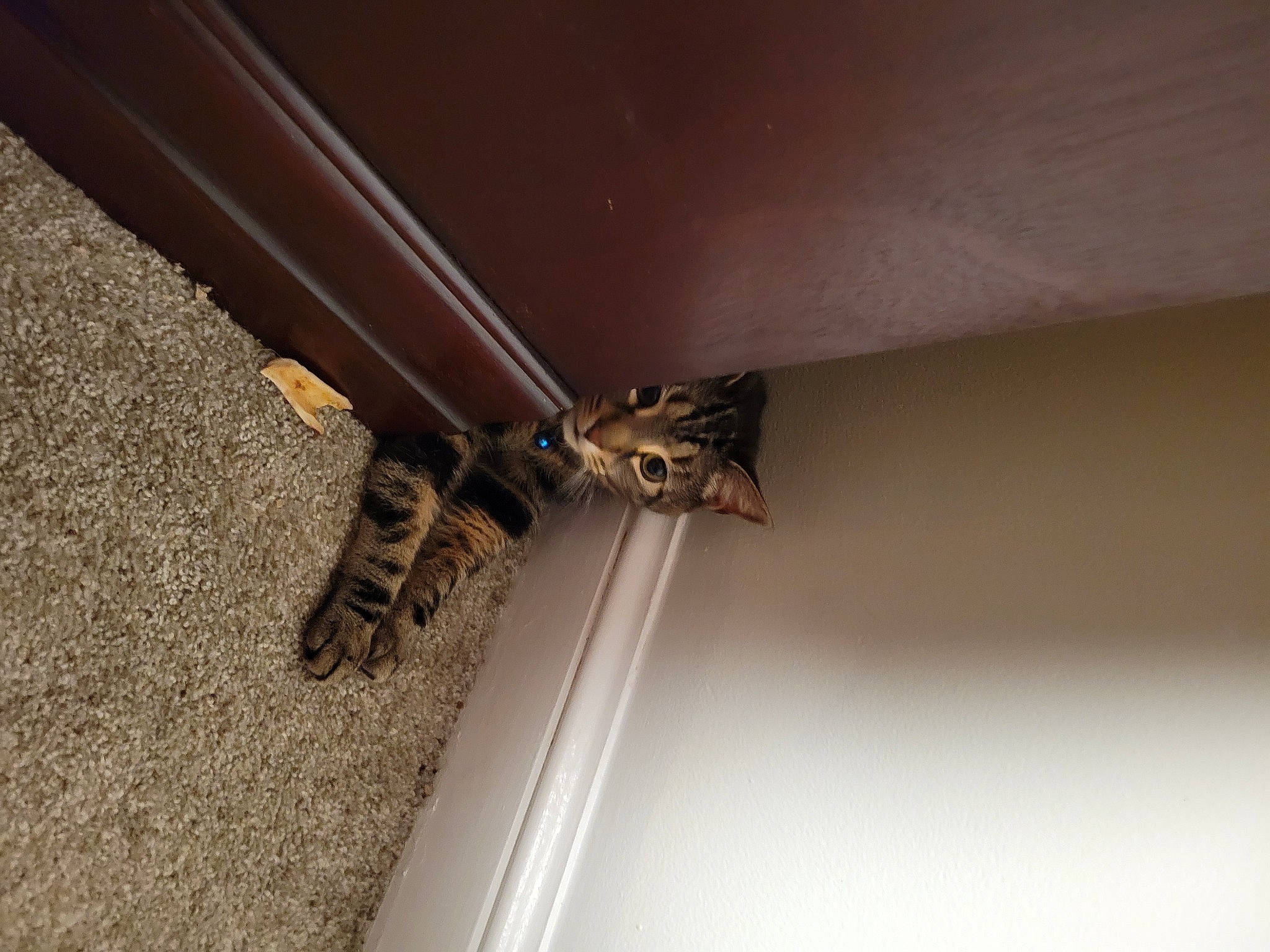 Ezio joined the competition — help win amazing prizes! beam, ceiling, door, floor, flooring, hardwood, house, insect, metal, molding, pattern, pollinator, roof, sash_window, siding, tints_and_shades, window, wing, wood, wood_stain