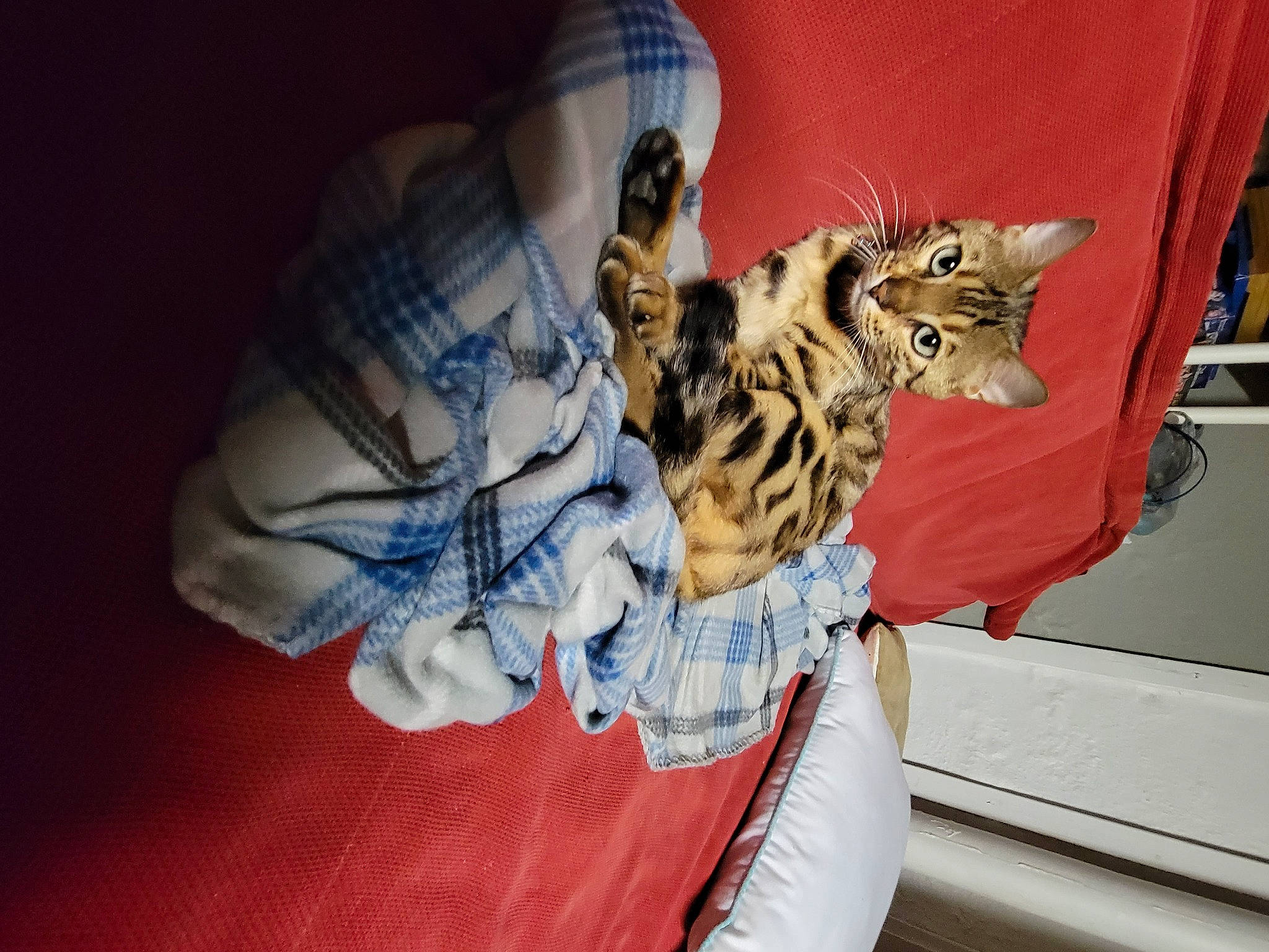 Rameses joined the competition — help win amazing prizes! bed, carnivore, cat, claw, comfort, domestic_short_haired_cat, felidae, fur, house, human_leg, nap, paw, sitting, small_to_medium_sized_cats, tail, thigh, whiskers