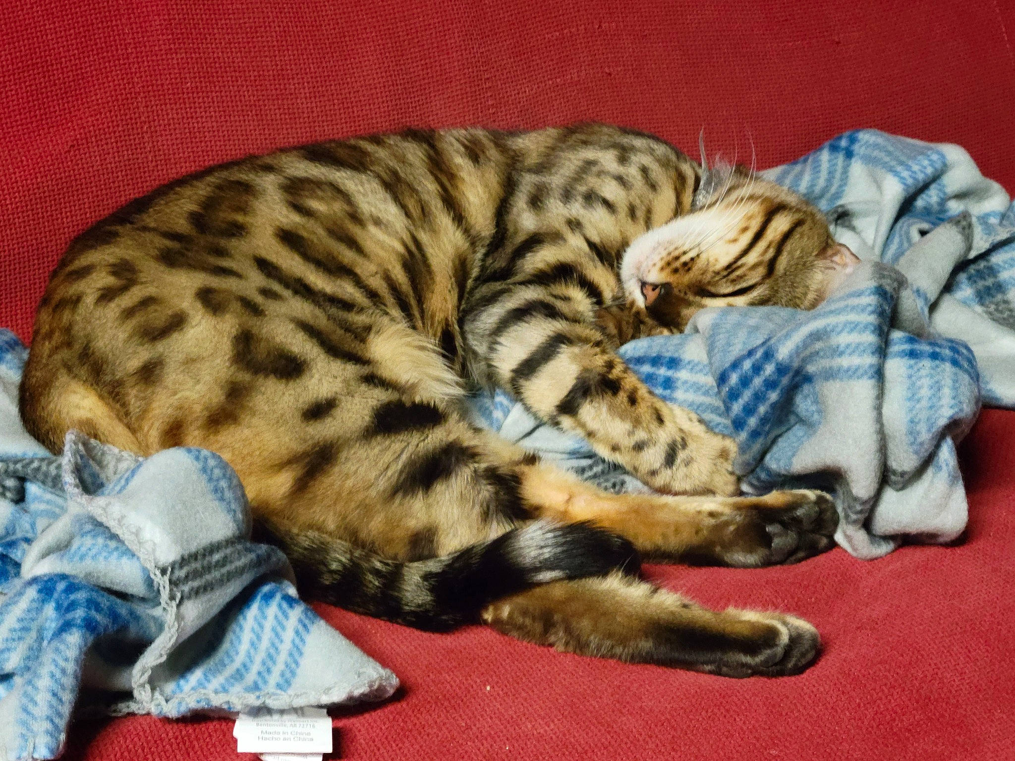 Rameses joined the competition — help win amazing prizes! bengal, carnivore, cat, cat_bed, claw, comfort, domestic_short_haired_cat, eye, fawn, felidae, fur, mammal, nap, paw, sleep, small_to_medium_sized_cats, tail, terrestrial_animal, vertebrate, whiskers