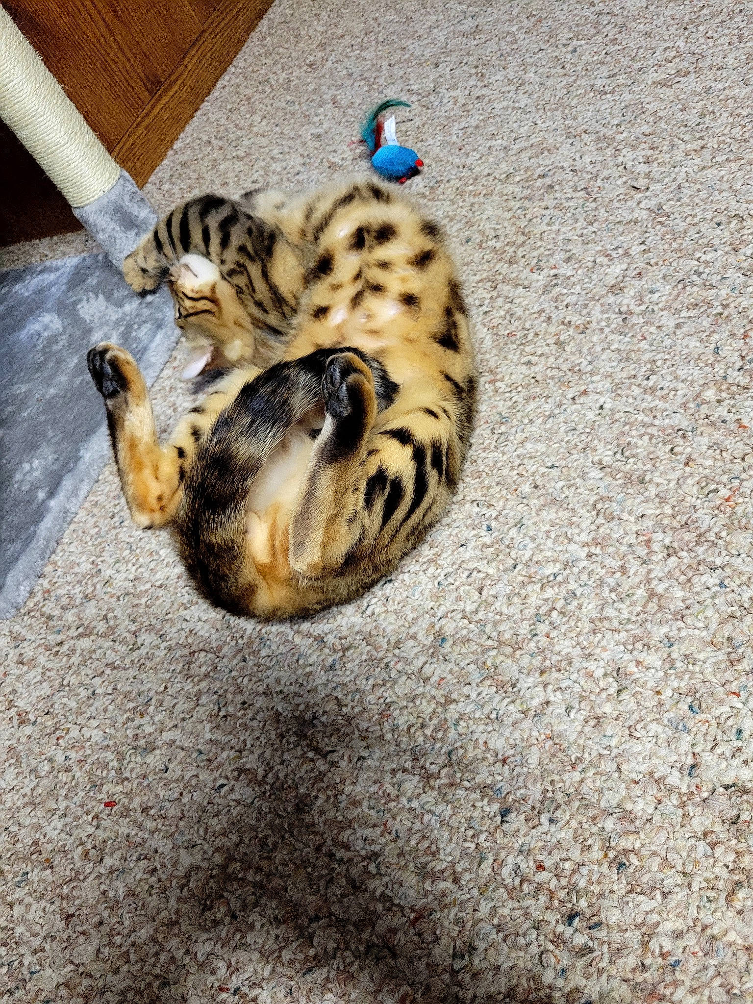 Rameses joined the competition — help win amazing prizes! bengal, canidae, carnivore, cat, claw, domestic_short_haired_cat, fawn, felidae, flooring, fur, paw, shadow, small_to_medium_sized_cats, snout, soil, tail, terrestrial_animal, whiskers, wildlife, wood