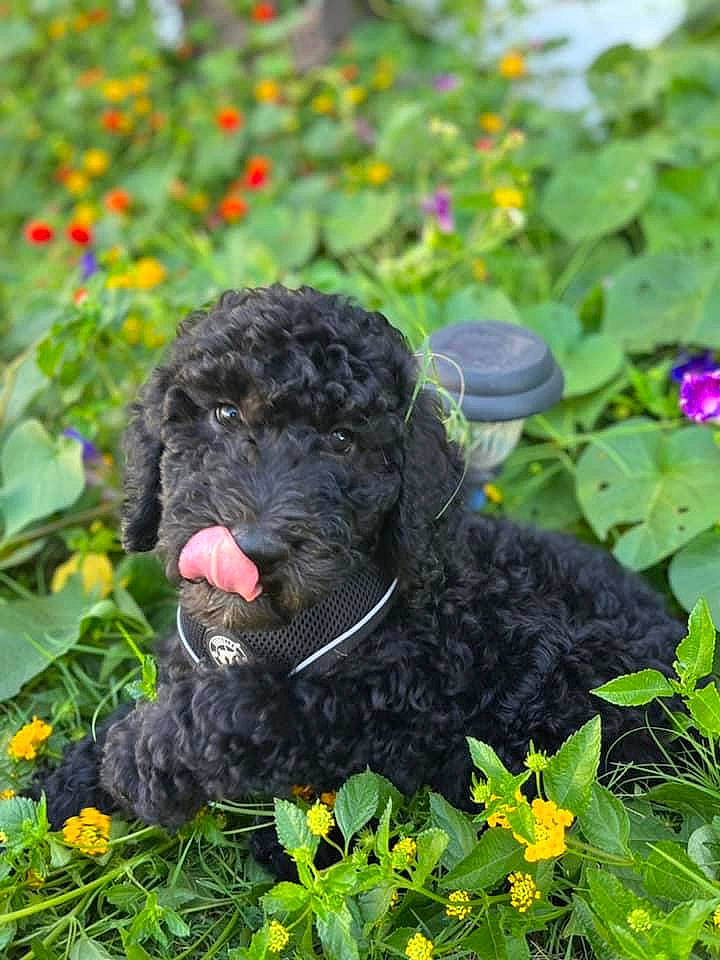 Beth joined the competition — help win amazing prizes! annual_plant, art, botany, canidae, carnivore, companion_dog, dog, dog_breed, flower, garden, grass, groundcover, plant, poodle, shrub, snout, sporting_group, terrier, water_dog, working_animal