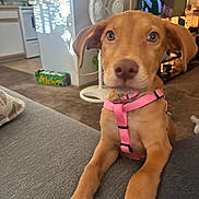 Willow joined the competition — help win amazing prizes! appliance, brown_dog, canine, carpet, close_up, couch, curious, dog, fan, front_paws, furniture, home, indoor, kitchen, living_room, pet, pink_harness, puppy, television, young_dog
