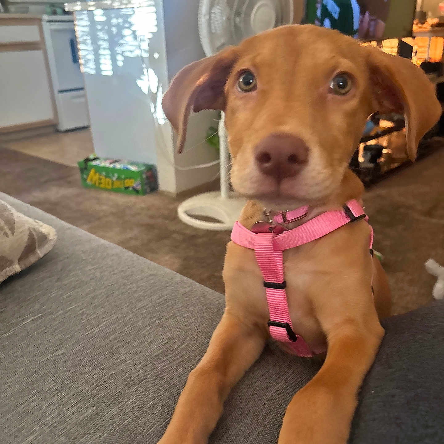 Willow