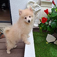 Bilbo a rejoint le concours — aidez-le/la à gagner de superbes lots ! animal, cream_color, curious, cute, decorative_elephant, dog, fluffy, furry, garden, green_leaves, home, nature, outdoor, pet, plant, puppy, red_flowers, small_dog, white_wall, wooden_deck