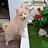 animal, cream_color, curious, cute, decorative_elephant, dog, fluffy, furry, garden, green_leaves, home, nature, outdoor, pet, plant, puppy, red_flowers, small_dog, white_wall, wooden_deck