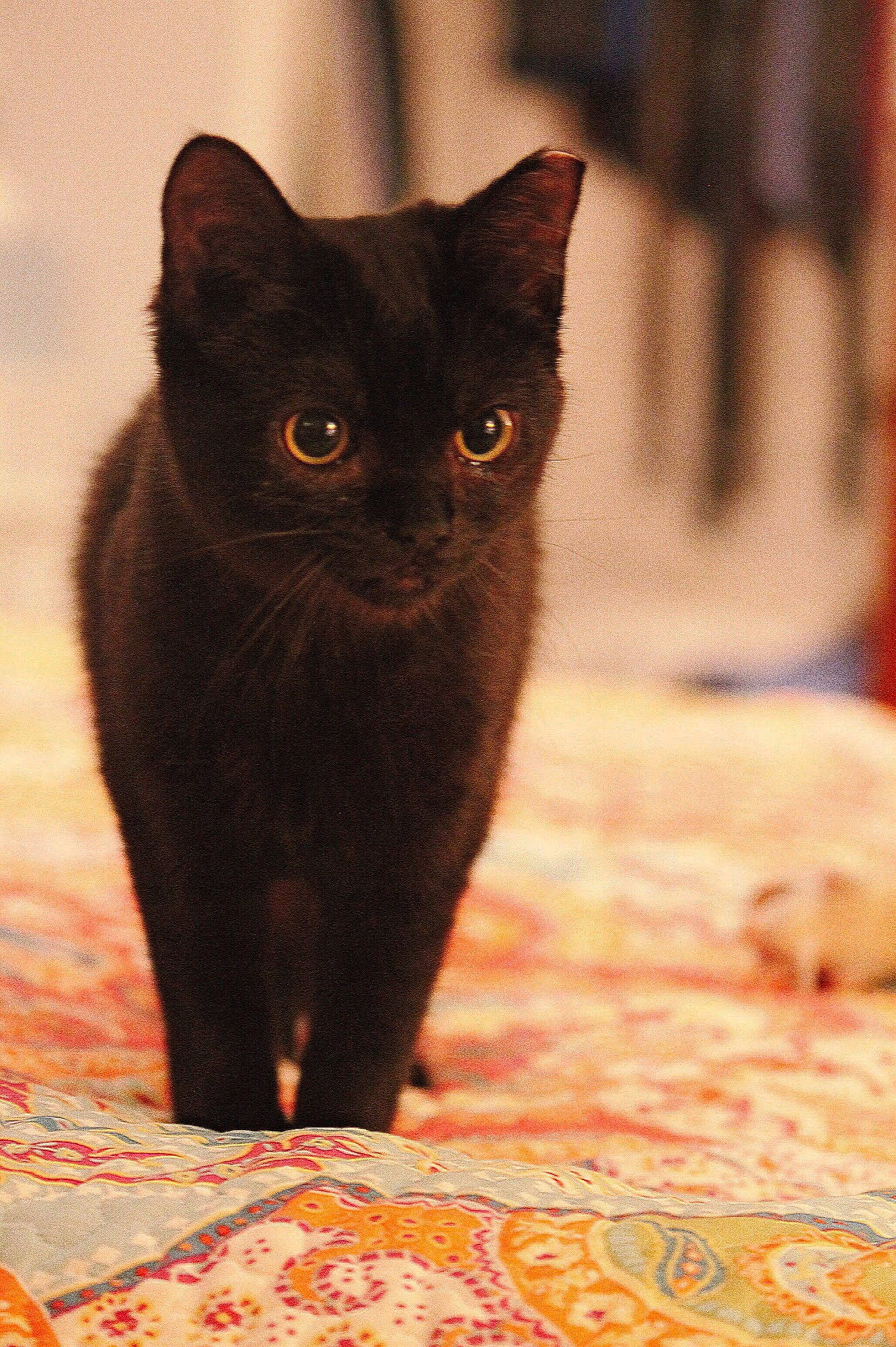 Frances joined the competition — help win amazing prizes! asian, black_cat, bombay, british_shorthair, burmese, carnivore, cat, chartreux, domestic_short_haired_cat, eye, felidae, fur, kitten, korat, mammal, small_to_medium_sized_cats, snout, vertebrate, whiskers