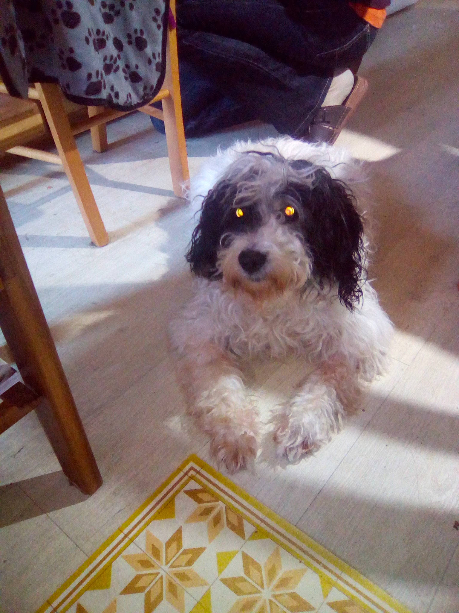 Yuki a rejoint le concours — aidez-le/la à gagner de superbes lots ! canidae, carnivore, companion_dog, dog, dog_breed, floor, fur, mammal, snout, sporting_group, tile, tile_flooring, vertebrate, water_dog, working_animal, working_dog