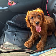 Nitro joined the competition — help win amazing prizes! puppy, dog, car_seat, leather_seat_cover, tongue_out, sunlight, brown_fur, pet, vehicle_interior, cute, small_dog, seat, car_door, black_leather, happy, pet_in_car, domestic_animal, animal, young_dog, fluffy