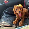 puppy, dog, car_seat, leather_seat_cover, tongue_out, sunlight, brown_fur, pet, vehicle_interior, cute, small_dog, seat, car_door, black_leather, happy, pet_in_car, domestic_animal, animal, young_dog, fluffy