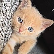 Noisette participe au concours pour gagner de l'argent avec cette photo : kitten, cat, ginger_cat, orange_fur, blue_eyes, fluffy, cute, animal, pet, portrait, closeup, indoors, couch, upholstery, paws, ears, whiskers, curious, adorable, vertical_photo