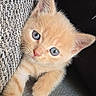 kitten, cat, ginger_cat, orange_fur, blue_eyes, fluffy, cute, animal, pet, portrait, closeup, indoors, couch, upholstery, paws, ears, whiskers, curious, adorable, vertical_photo
