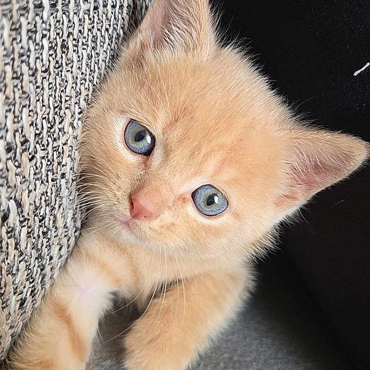 Noisette participe au concours pour gagner de l'argent avec cette photo : kitten, cat, ginger_cat, orange_fur, blue_eyes, fluffy, cute, animal, pet, portrait, closeup, indoors, couch, upholstery, paws, ears, whiskers, curious, adorable, vertical_photo