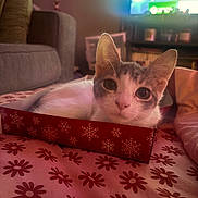 Millie joined the competition — help win amazing prizes! cat, box, indoor, bedspread, floral_pattern, sofa, television, furniture, cozy, pet, curious, closeup, animal, home, decor, relaxing, pink, red, snowflake_pattern, living_room