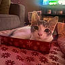 cat, box, indoor, bedspread, floral_pattern, sofa, television, furniture, cozy, pet, curious, closeup, animal, home, decor, relaxing, pink, red, snowflake_pattern, living_room