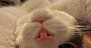 Millie is registered to the contest to win money with this photo: cat, close_up, pink_nose, whiskers, lying_down, upside_down, indoor, cozy, blurred_background, fur, pet, animal, cute, face, eye, soft, relaxed, home, mammal, feline