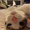 cat, close_up, pink_nose, whiskers, lying_down, upside_down, indoor, cozy, blurred_background, fur, pet, animal, cute, face, eye, soft, relaxed, home, mammal, feline