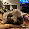 Millie joined the competition — help win amazing prizes! cat, animal, pet, cute, upside_down, whiskers, blanket, indoor, living_room, lamp, television, furniture, cozy, relaxed, close_up, fur, ears, eyes, nose, soft_lighting