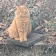 Ducky joined the competition — help win amazing prizes! cat, orange_cat, fluffy, feline, sitting, outdoor, garden, leaves, foliage, grass, weeds, stone, paving_stones, rustic, nature, animal, pet, long_hair, staring, portrait