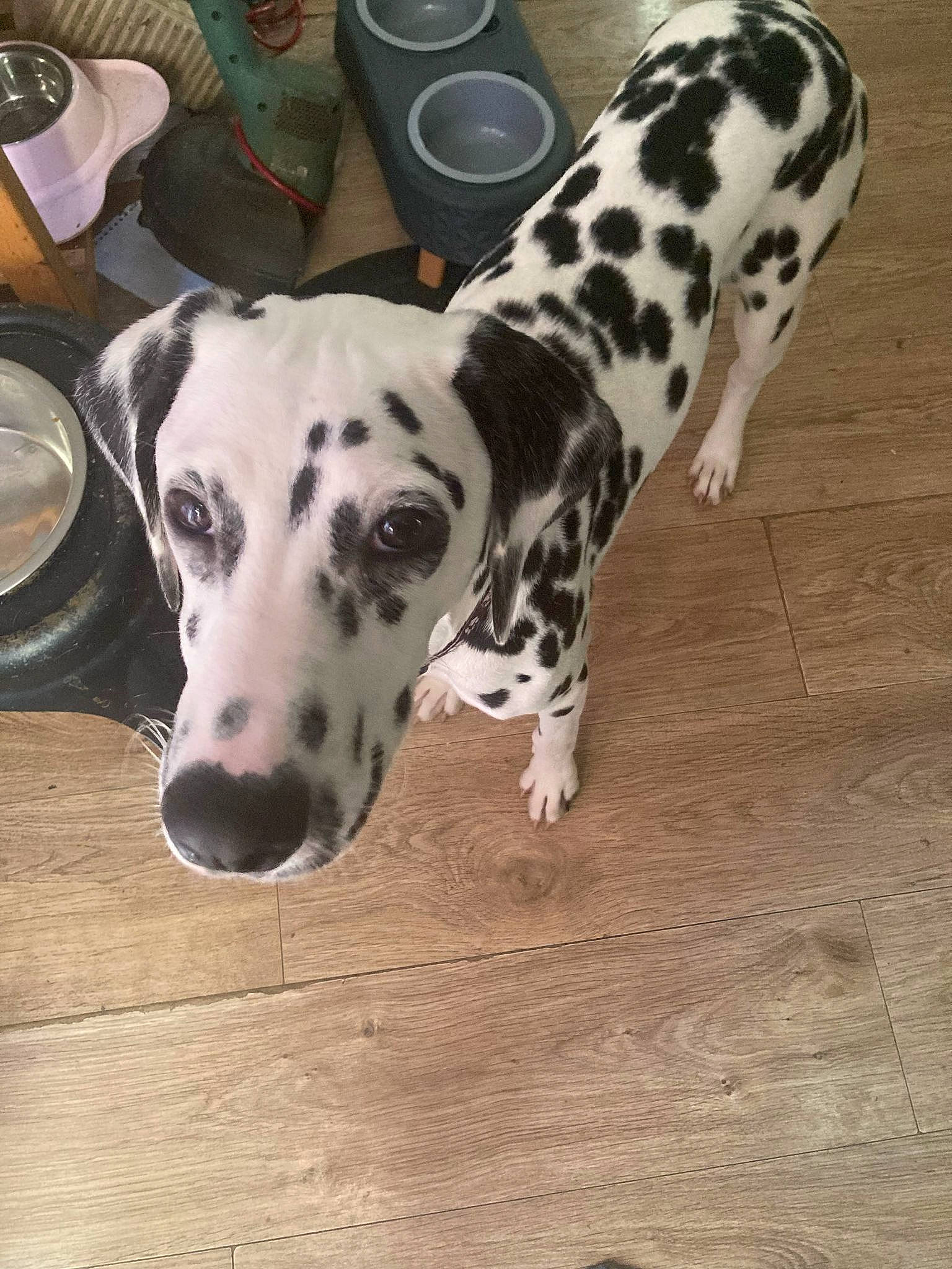 Harley is registered to the contest to win money with this photo: balance, canidae, carnivore, companion_dog, dalmatian, dog, dog_breed, dog_supply, fawn, mechanical_fan, non_sporting_group, snout, sporting_group, terrestrial_animal, wood, working_animal, working_dog