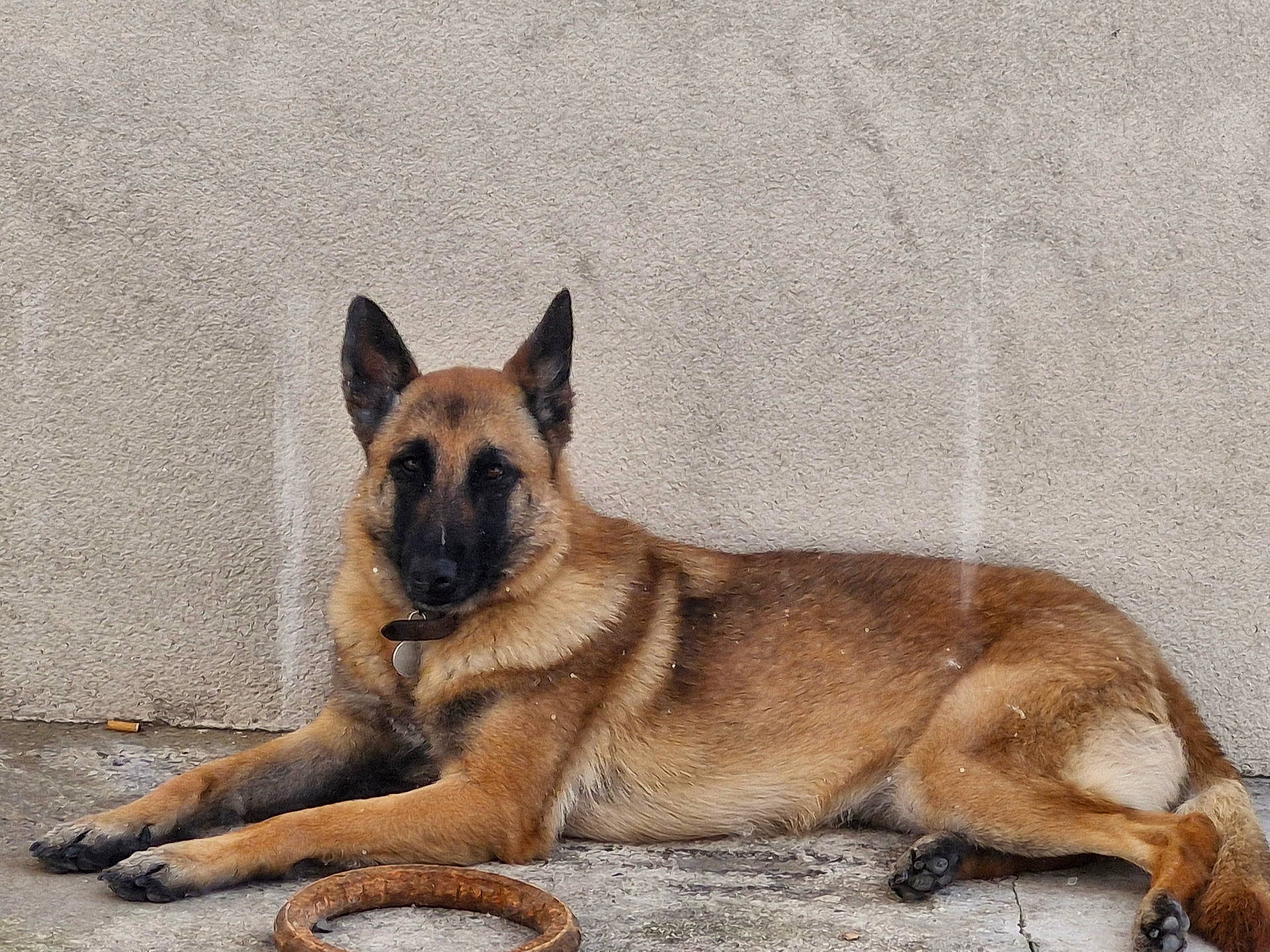 Rebelle participe au concours pour gagner de l'argent avec cette photo : animal, black_fur, brown_fur, canine, collar, concrete_floor, dog, domestic_animal, ears_up, german_shepherd, lying_down, muzzle, outdoor, paw, pet, quiet, relaxed, resting, side_view, wall