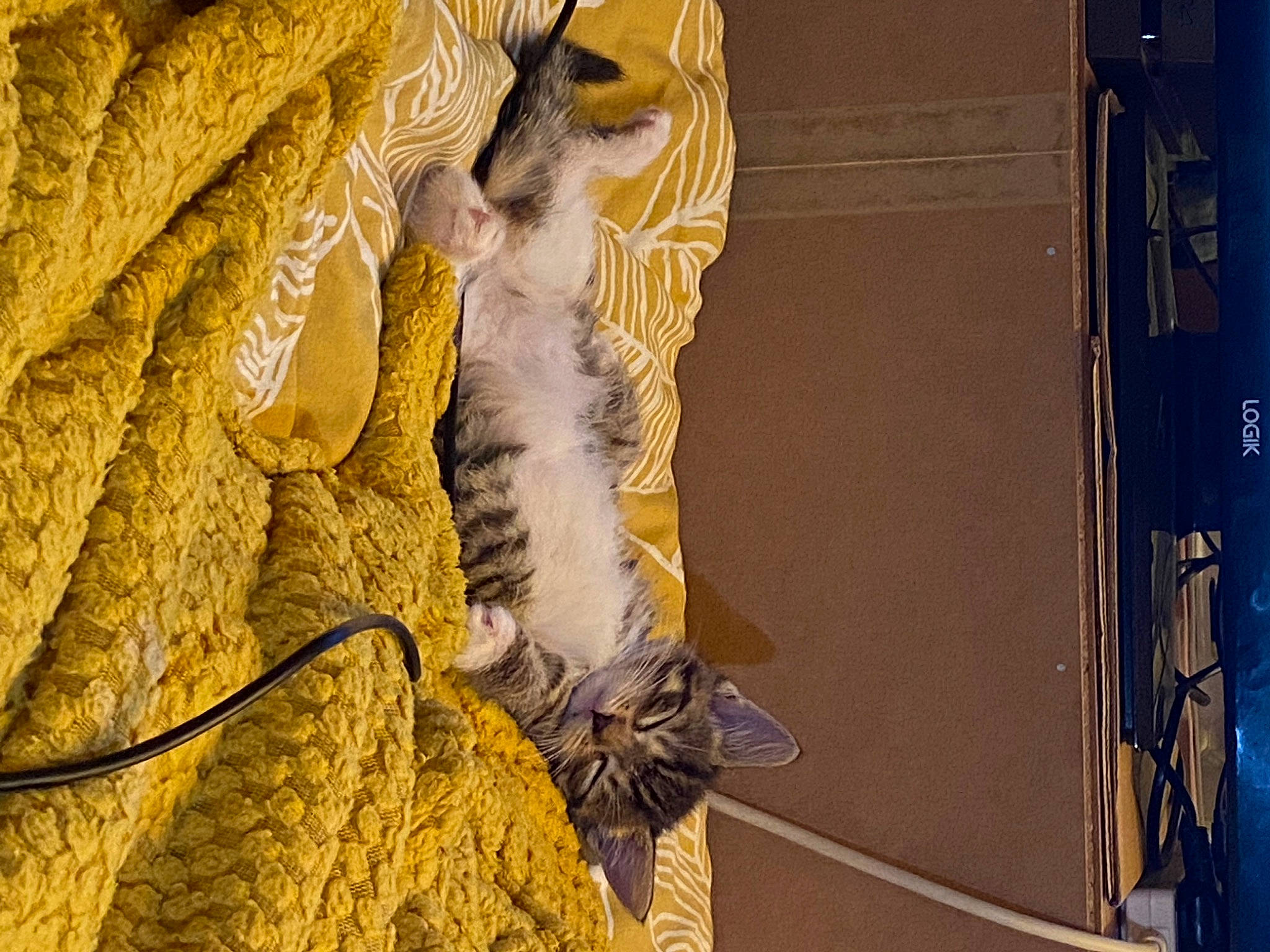 Nala is registered to the contest to win money with this photo: ancient_history, art, artifact, carving, classical_sculpture, facade, felidae, metal, monument, relief, rock, sculpture, statue, temple, tints_and_shades, tree, trunk, visual_arts, wood, yellow