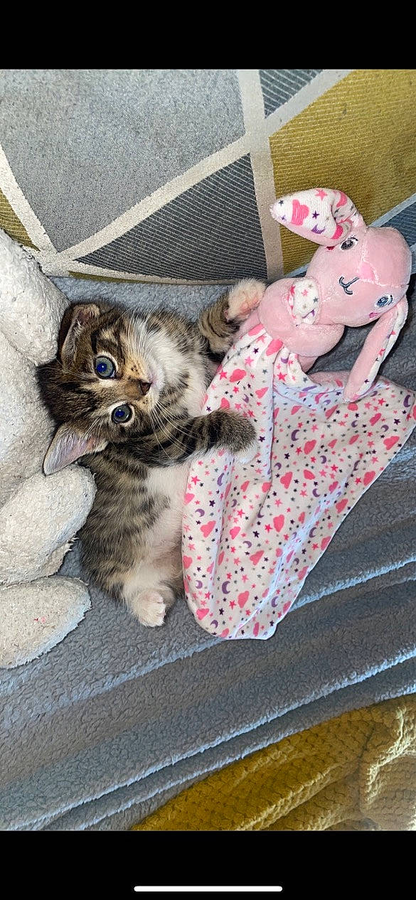 Nala joined the competition — help win amazing prizes! bag, carnivore, cat, claw, comfort, domestic_short_haired_cat, fawn, felidae, fur, grey, linens, luggage_and_bags, pattern, paw, small_to_medium_sized_cats, tail, toy, whiskers