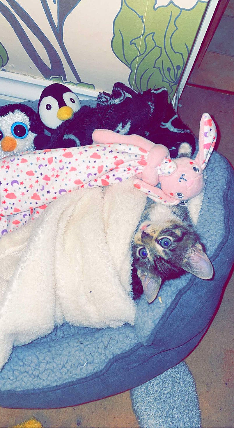 Nala is registered to the contest to win money with this photo: art, bedding, carmine, comfort, companion_dog, couch, dog_supply, fawn, fictional_character, fur, linens, mammal, pattern, pink, plush, stuffed_toy, tail, textile, toy, vertebrate