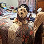 Max is registered to the contest to win money with this photo: dog, costume, lumberjack, bedroom, quilt, patchwork, axe, pet, small_dog, wooden_furniture, curtains, bags, cozy, indoor, cute, animal, fur, plush, sitting, decor