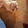 Max is registered to the contest to win money with this photo: dog, white_dog, carpet, blanket, pet, indoor, cozy, treat, fur, canine, relaxed, home, floor, small_dog, companion, animal, cute, paw, resting, snack