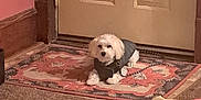 Max joined the competition — help win amazing prizes! dog, small_dog, indoor, rug, door, toy, dog_jacket, carpet, bag, table, floor, cozy, pet, animal, leash, home, decor, stuffed_toy, plush_toy, pink_wall