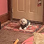 dog, small_dog, indoor, rug, door, toy, dog_jacket, carpet, bag, table, floor, cozy, pet, animal, leash, home, decor, stuffed_toy, plush_toy, pink_wall