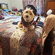 Max joined the competition — help win amazing prizes! dog, costume, lumberjack, axe, bed, quilt, fluffy, white_dog, indoors, bedroom, curtains, furniture, wooden_furniture, purse, bags, clothing, decor, pet, funny, sitting