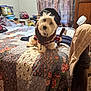 dog, costume, lumberjack, axe, bed, quilt, fluffy, white_dog, indoors, bedroom, curtains, furniture, wooden_furniture, purse, bags, clothing, decor, pet, funny, sitting