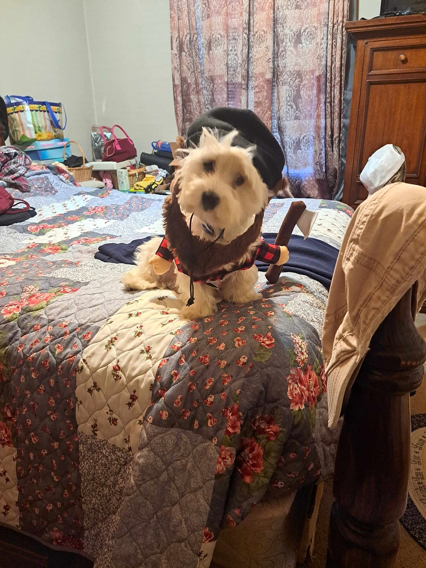 Max joined the competition — help win amazing prizes! dog, costume, lumberjack, axe, bed, quilt, fluffy, white_dog, indoors, bedroom, curtains, furniture, wooden_furniture, purse, bags, clothing, decor, pet, funny, sitting