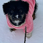 Lily is registered to the contest to win money with this photo: puppy, dog, black_and_tan, pink_coat, winter, snow, outdoor, portrait, close_up, fluffy, small_dog, pet, snowy_muzzle, twig, cold_weather, animal, cute, looking_at_camera, textured_fur, vertical_photo